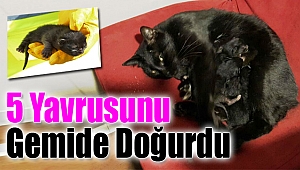 Yavrularını Gemide Doğurdu