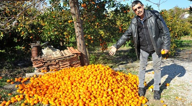  Dalında kalan tonlarca mandalina çürüdü, üretici perişan