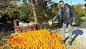  Dalında kalan tonlarca mandalina çürüdü, üretici perişan