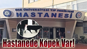 Hastanede köpek var!