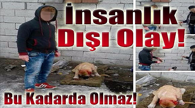 İnsanlık dışı.. Köpeğin kulaklarını kestiler!