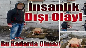 İnsanlık dışı.. Köpeğin kulaklarını kestiler!