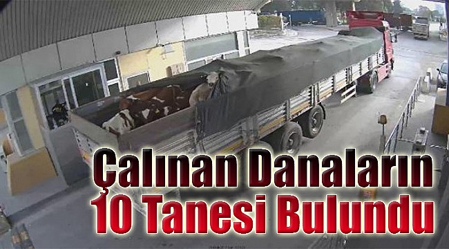 İzmir Limanı'ndan çalınan danaların 10 tanesi bulundu