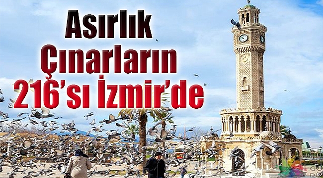 Asırlık çınarların 216'sı İzmir'de