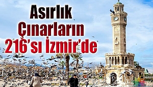 Asırlık çınarların 216'sı İzmir'de