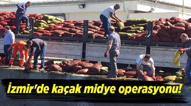 İzmir'de kaçak midye operasyonu!