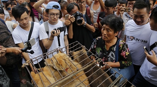 Çin'de 'Yulin Köpek Eti Festivali' yasaklandı GÜNDEM gazetem İzmir