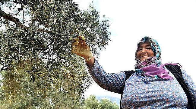 Sinek “tuzağa” takıldı, rekolte arttı