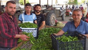 Bezelye üreticinin yüzünü güldürüyor