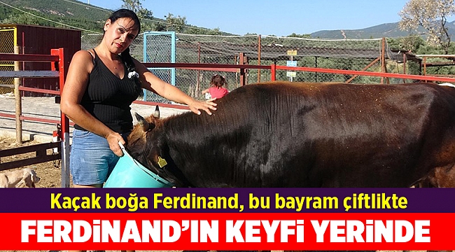 Kaçak boğa Ferdinand, bu bayram çiftlikte