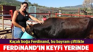 Kaçak boğa Ferdinand, bu bayram çiftlikte