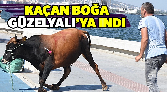 Kaçan boğa, sahibini peşinden koşturdu