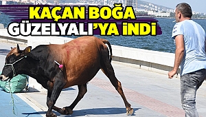 Kaçan boğa, sahibini peşinden koşturdu