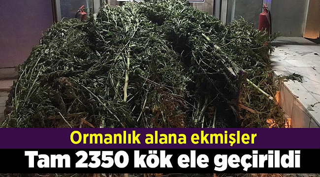 Tam 2350 kök Hint keneviri ele geçirildi