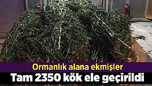 Tam 2350 kök Hint keneviri ele geçirildi