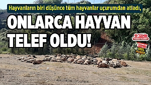 ONLARCA HAYVAN TELEF OLDU!