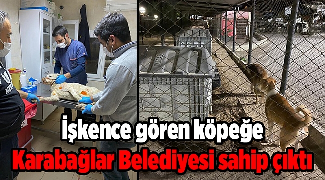 İşkence gören köpeğe Karabağlar Belediyesi sahip çıktı