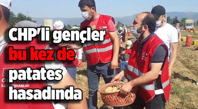 CHP'li gençler bu kez de patates hasadına katıldı