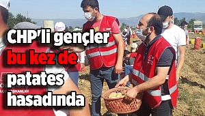 CHP'li gençler bu kez de patates hasadına katıldı