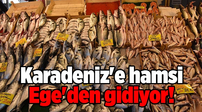 Karadeniz'e hamsi Ege'den gidiyor!