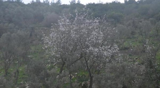 Bodrum'da badem ağaçları çiçek açtı