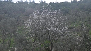 Bodrum'da badem ağaçları çiçek açtı