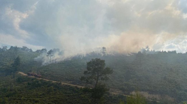 Manisa'nın Akhisar ilçesinde orman yangını