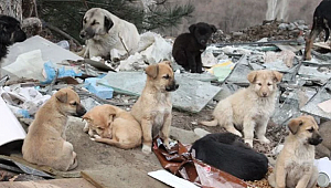 Mahkemeden Havrita kararı! Erişim engeli getirildi