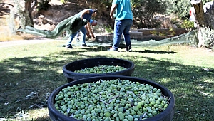 Bornova'da sahipsiz zeytin işlenecek, ihtiyaç sahiplerine dağıtılacak 