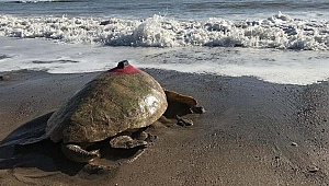 Takip cihazlı 'Türkiye 100' isimli caretta caretta denizle buluştu