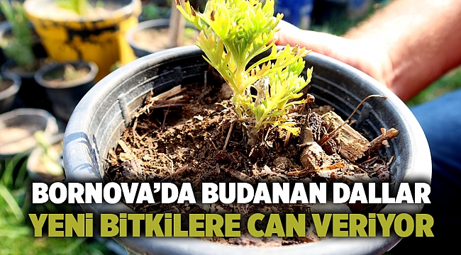 Bornova’da budanan dallar yeni bitkilere can veriyor