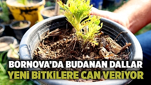 Bornova’da budanan dallar yeni bitkilere can veriyor