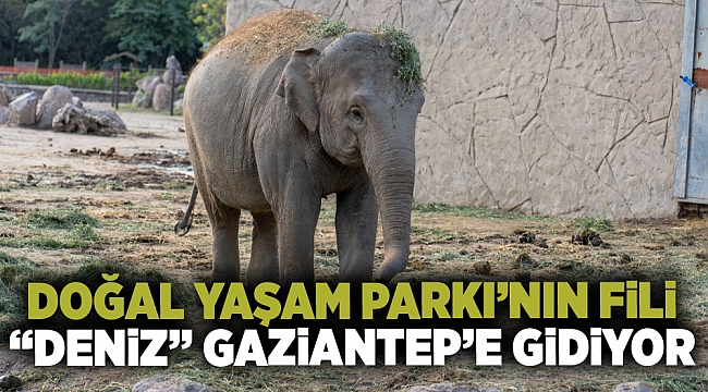 Doğal Yaşam Parkı’nın fili Deniz Gaziantep’e gidiyor