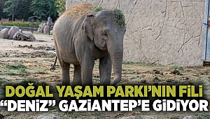 Doğal Yaşam Parkı’nın fili Deniz Gaziantep’e gidiyor