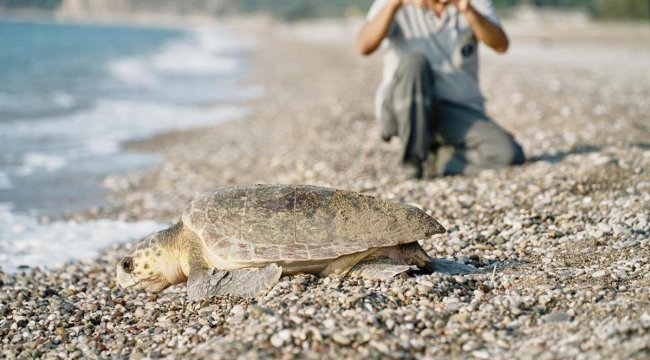 Caretta caretta’lar rekora yüzdü