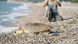 Caretta caretta’lar rekora yüzdü