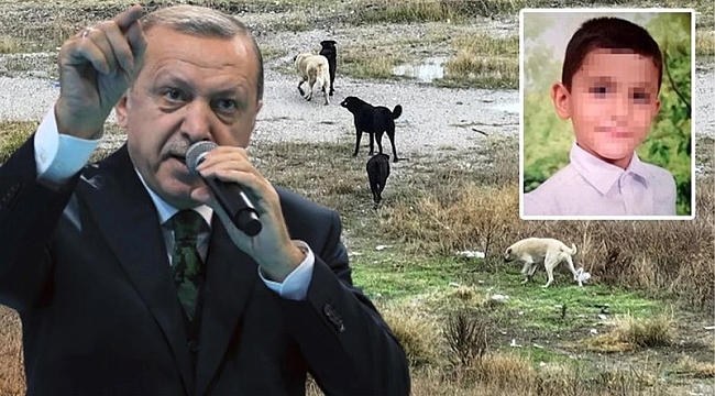 Cumhurbaşkanı Erdoğan: Başıboş sokak köpekleri sorununu mutlaka çözüme kavuşturacağız.