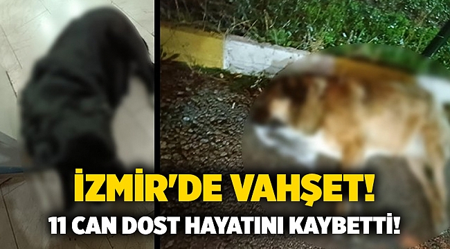 İzmir'de vahşet ! 11 can dost hayatını kaybetti!