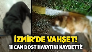 İzmir'de vahşet ! 11 can dost hayatını kaybetti!