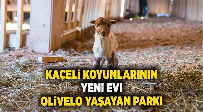 Kaçeli koyunlarının yeni evi Olivelo Yaşayan Parkı