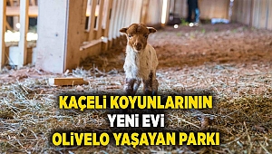 Kaçeli koyunlarının yeni evi Olivelo Yaşayan Parkı