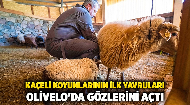 Kaçeli koyunlarının ilk yavruları Olivelo'da gözlerini açtı