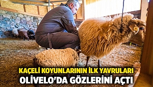 Kaçeli koyunlarının ilk yavruları Olivelo'da gözlerini açtı