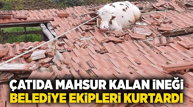 Çatıya inek çıktı..