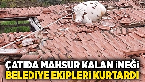 Çatıya inek çıktı..