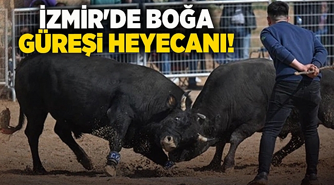 İzmir'de boğa güreşi heyecanı!