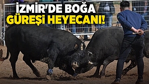 İzmir'de boğa güreşi heyecanı!