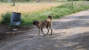 Başıboş sokak köpeklerine ilişkin düzenlemede gözler Meclis'te