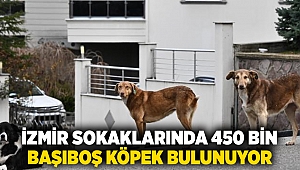 En çok başıboş sokak köpeği İzmir'de