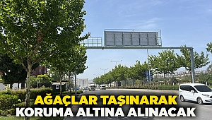 Ağaçlar taşınarak koruma altına alınacak